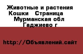 Животные и растения Кошки - Страница 4 . Мурманская обл.,Гаджиево г.